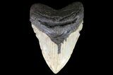 Huge, Fossil Megalodon Tooth - North Carolina #75501-2